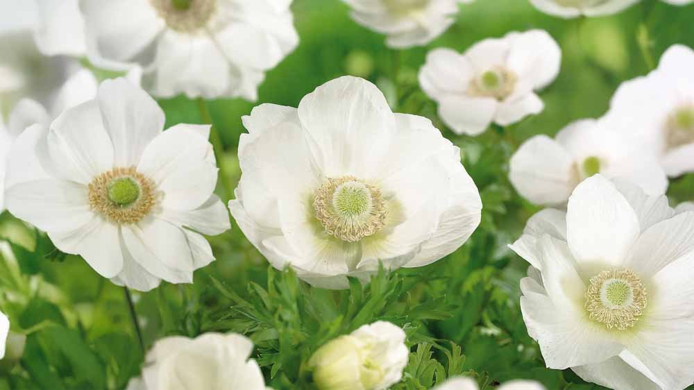 Witte anemoon - Blomea.be