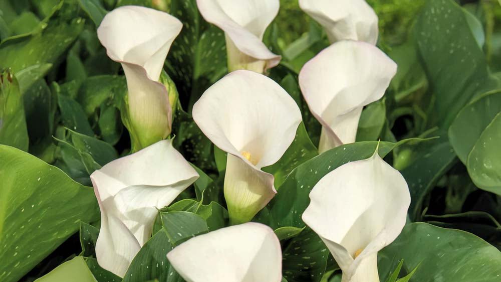 Witte calla - Blomea.be