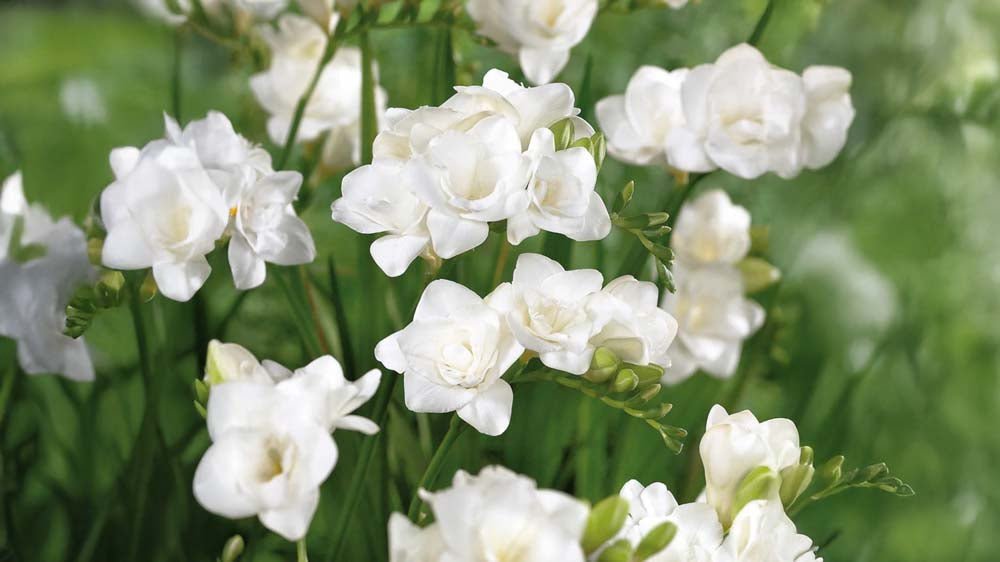 Witte fresia - Blomea.be