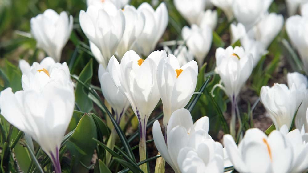 Witte krokus - Blomea.be