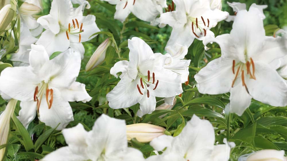 Witte lelies - Blomea.be