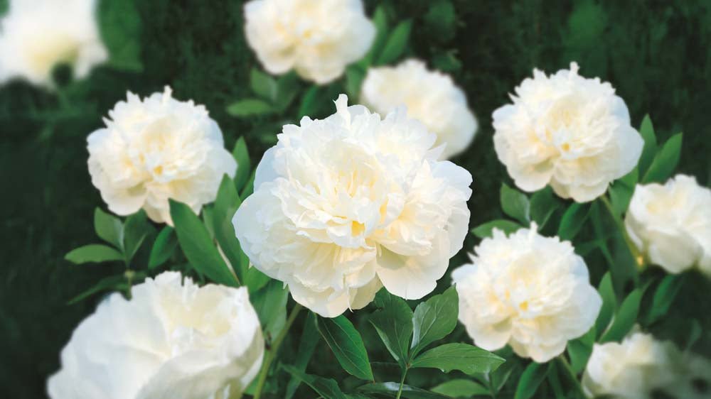 Witte pioenrozen - Blomea.be