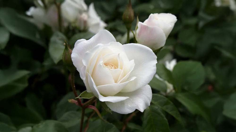 Witte rozen - Blomea.be
