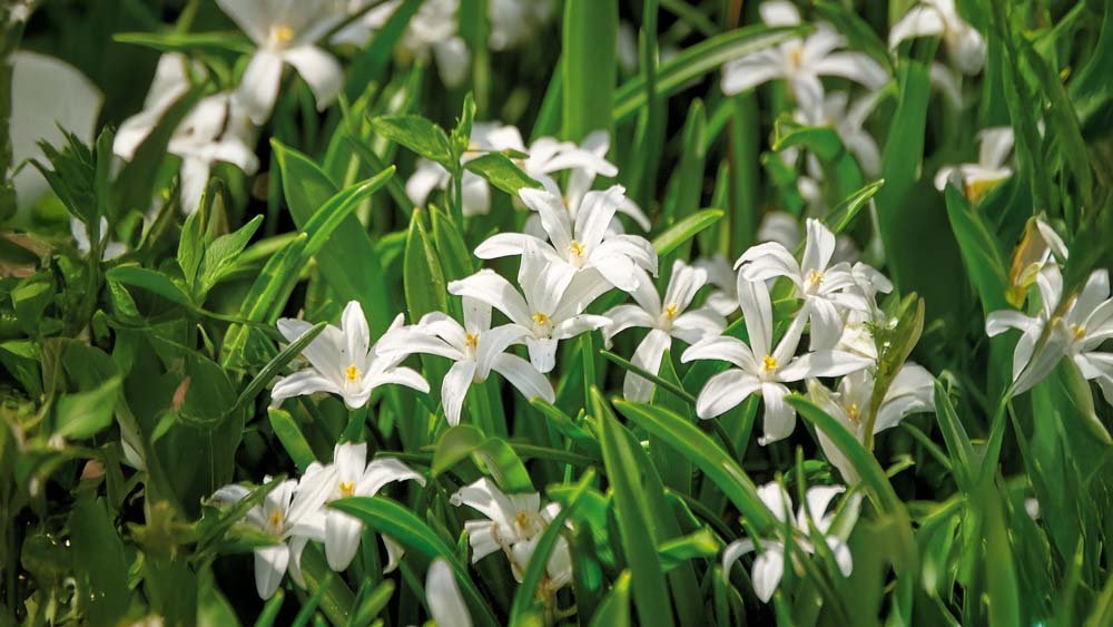 Witte sneeuwroem - Blomea.be