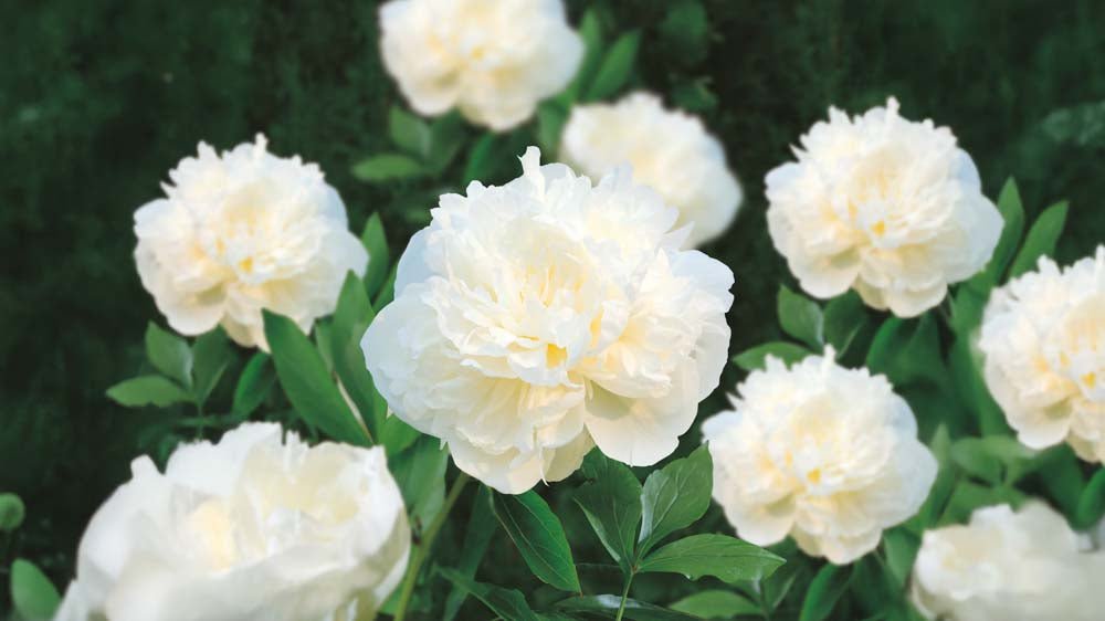 Witte vaste planten - Blomea.be