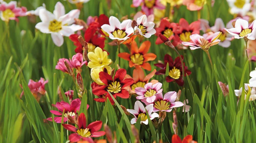 Zigeunerbloemen - Blomea.be