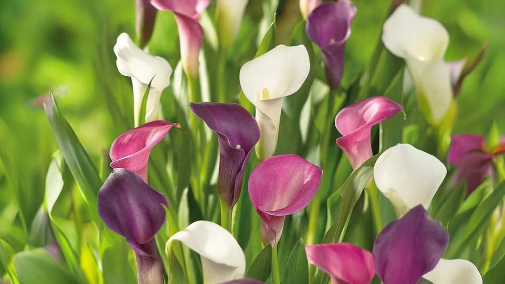 Zomerbloeiers in pot - Blomea.be