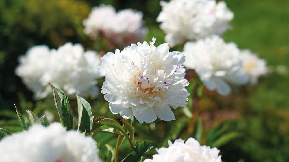 Zomerbloeiers vaste planten - Blomea.be