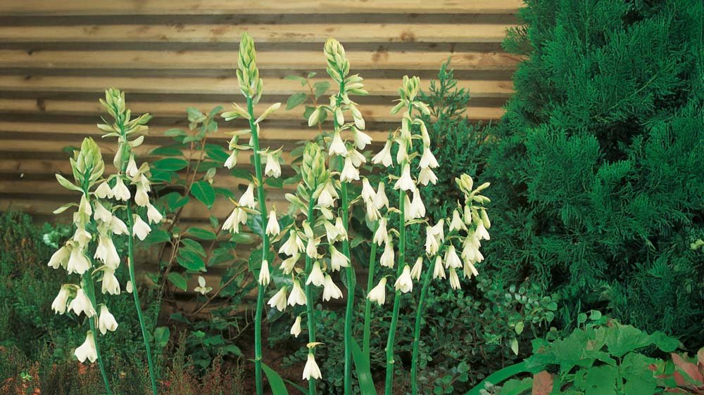 Zomerhyacinten - Blomea.be