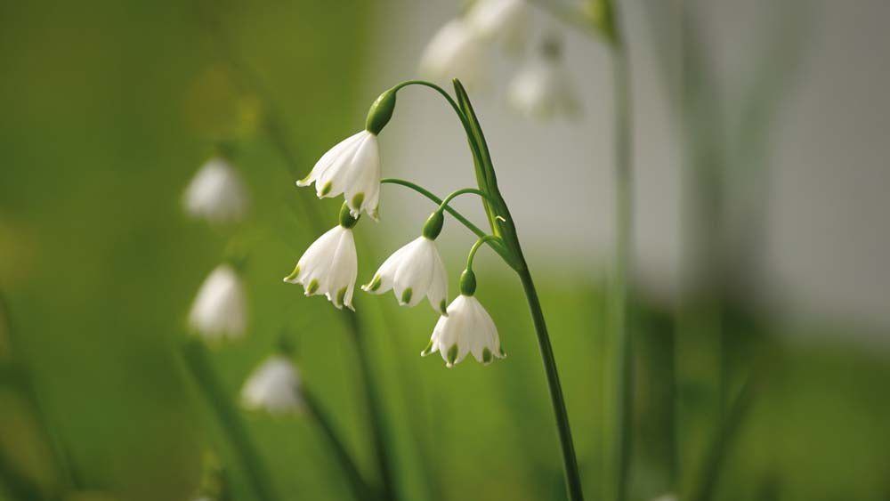 Zomerklokje - Blomea.be