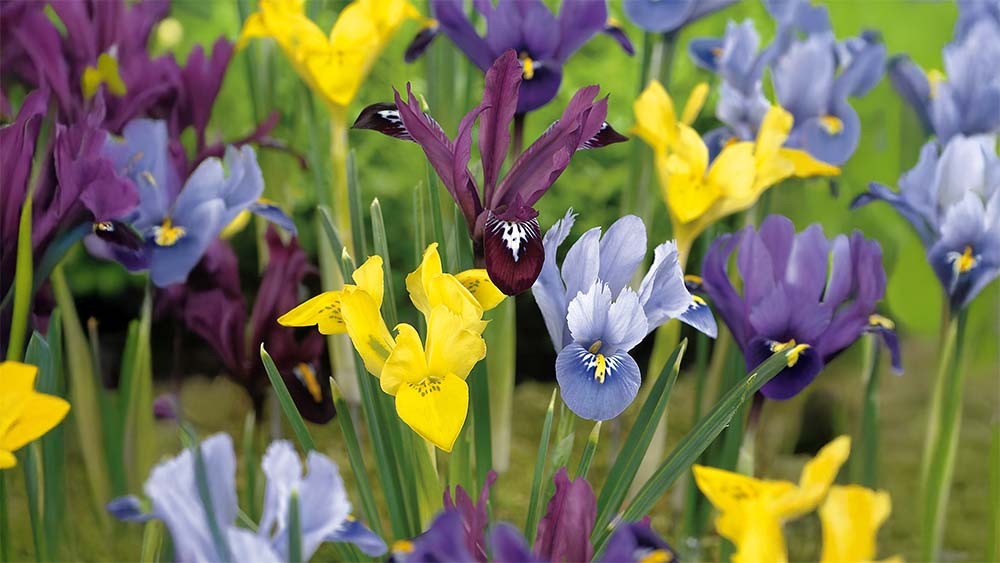 Zwarte iris - Blomea.be