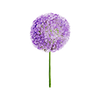 Voorjaarsbloemen
