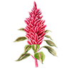Bloemzaden