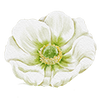 Voorjaarsbloemen