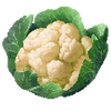 Bloemkool zaden