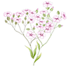 Bloemzaden
