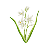 Voorjaarsbloemen
