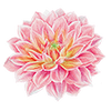 Dahlia Waterlelie