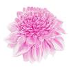 Dahlia Anemoon