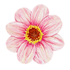 Dahlia enkelbloemig
