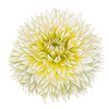 Dahlia gefranjerd