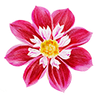 Dahlia halskraag