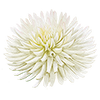 Dahlia cactus