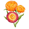 Bloemzaden