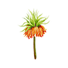 Voorjaarsbloemen