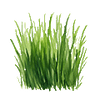 Graszaad