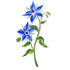 Bloemzaden