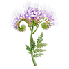 Bloemzaden