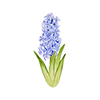 Voorjaarsbloemen