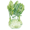 Koolrabi zaden