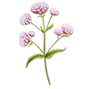 Bloemzaden