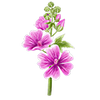 Bloemzaden