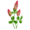 Bloemzaden