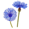 Bloemzaden