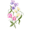 Bloemzaden