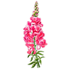 Bloemzaden