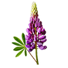 Bloemzaden