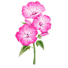 Bloemzaden