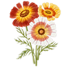 Bloemzaden