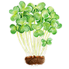 Kiemgroente