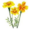 Bloemzaden
