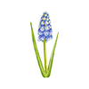 Voorjaarsbloemen