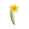 Voorjaarsbloemen