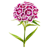 Bloemzaden