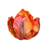 Tulpen