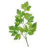 Kruidenzaden